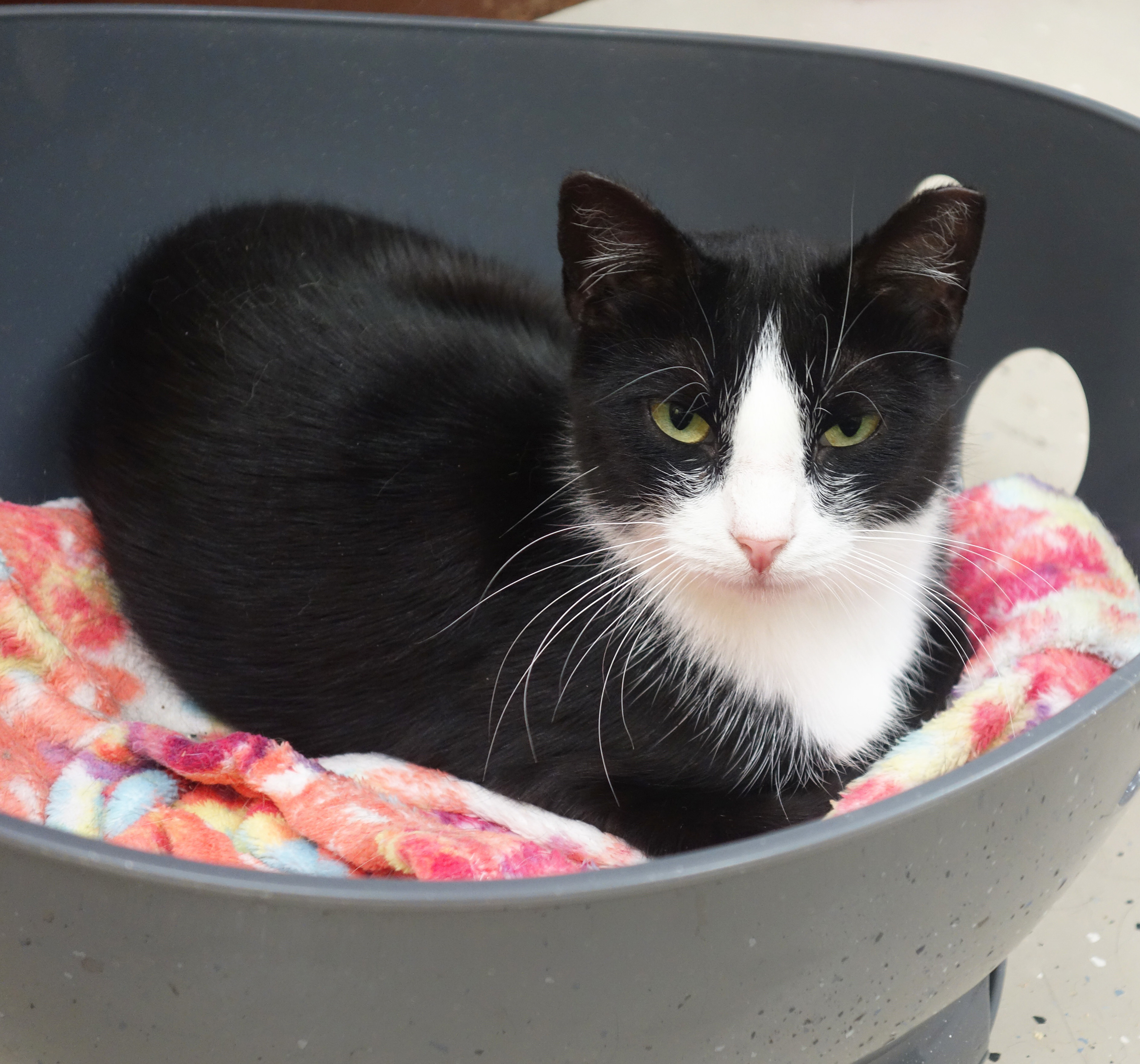 Ivory, an adoptable Domestic Short Hair in Gouldsboro, PA, 18424 | Photo Image 3