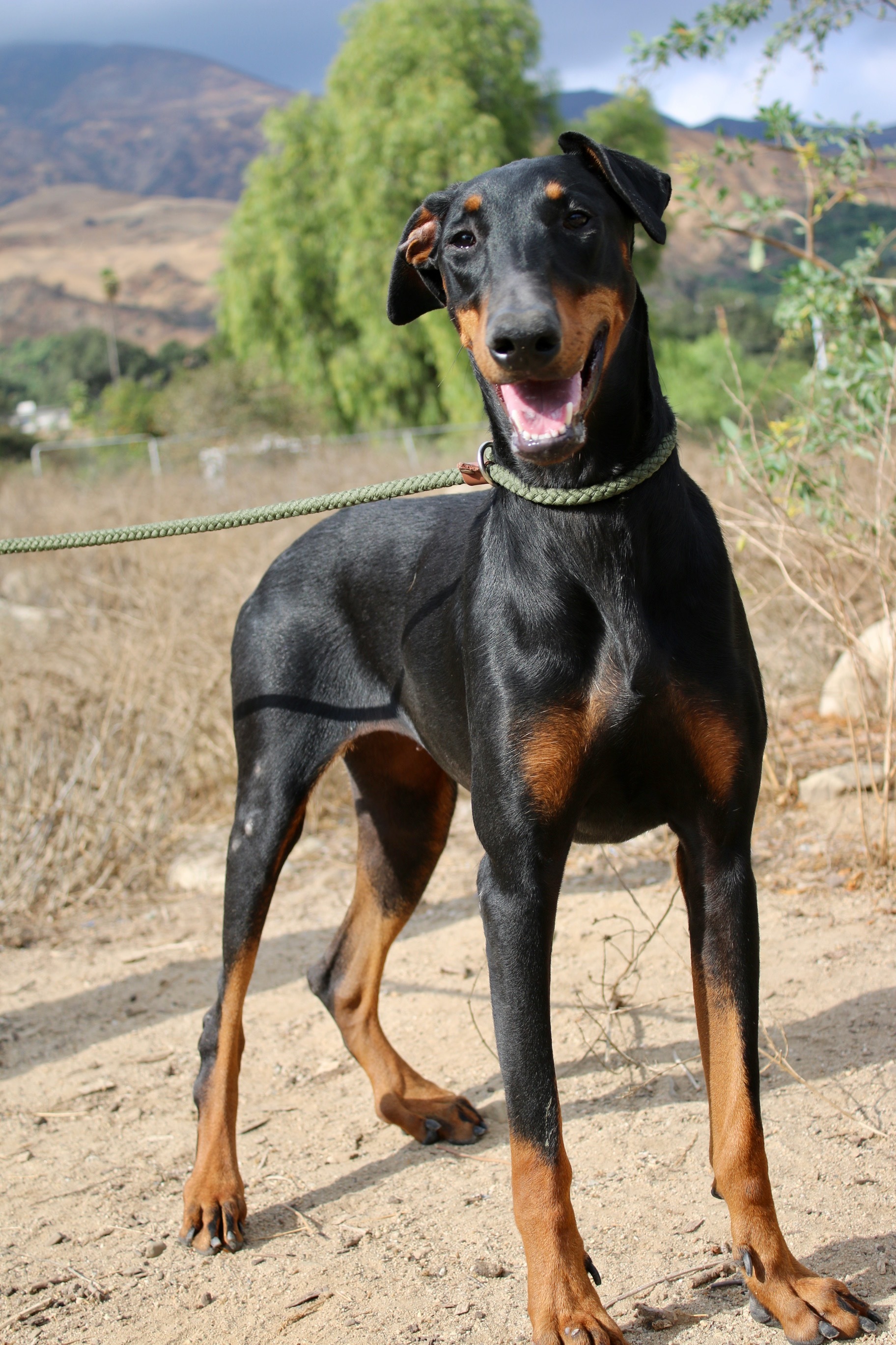 doberman raw food diet