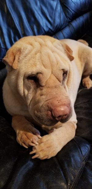 . Brutus .