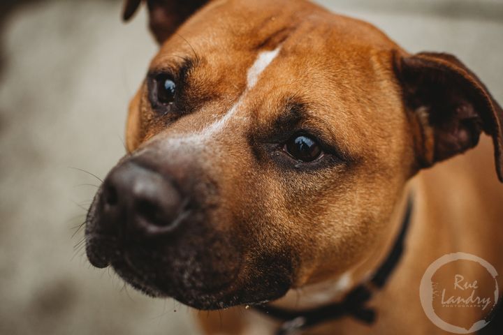 Bob, an adopted Hound & Pit Bull Terrier Mix in Pawtucket, RI_image-2