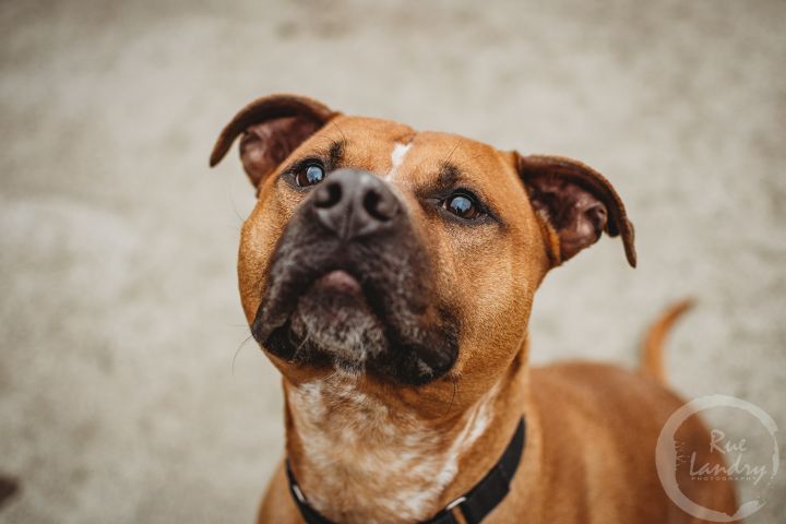 Bob, an adopted Hound & Pit Bull Terrier Mix in Pawtucket, RI_image-3