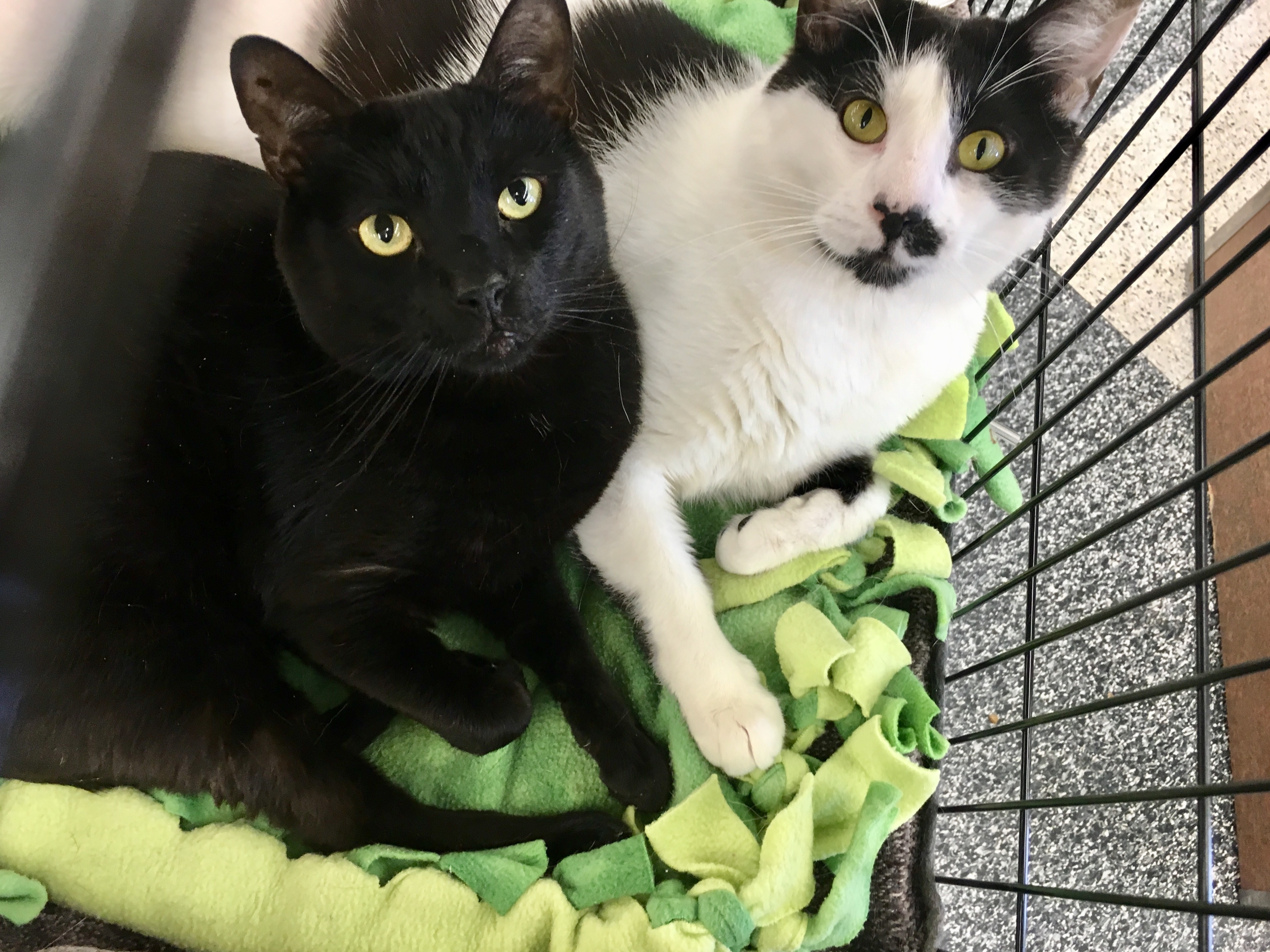 Bonded pair store cats for adoption