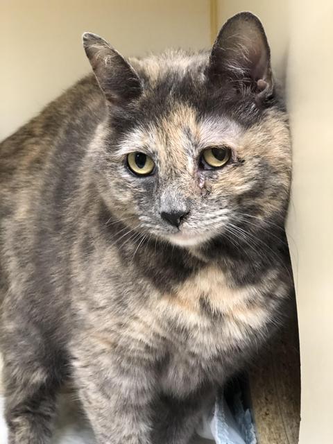 Gracie (Dilute Tortie) 2