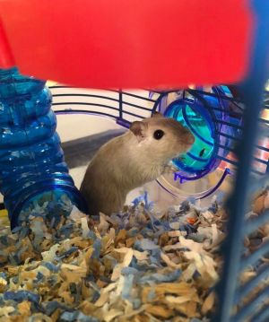 Gerbils - male and females!