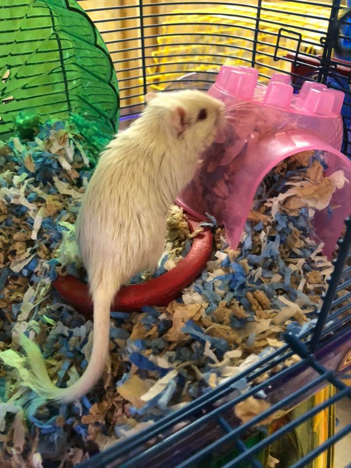Gerbils - male and females! 2