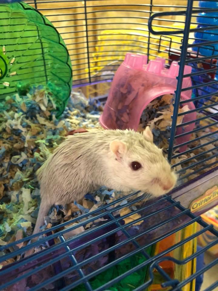 Gerbils - male and females! 4