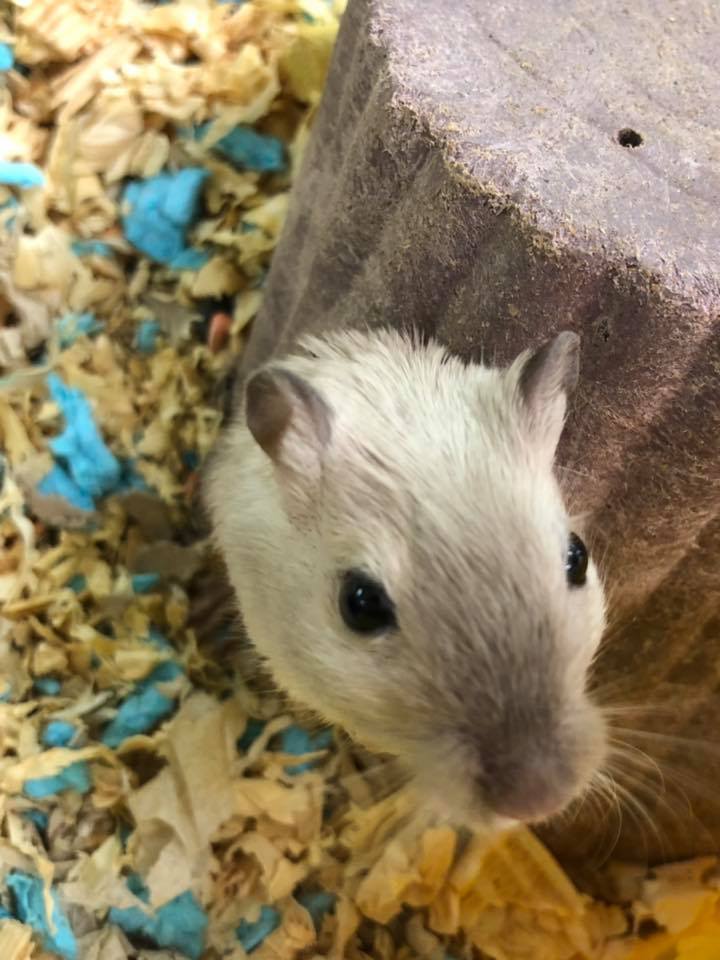 Gerbils - male and females! 6