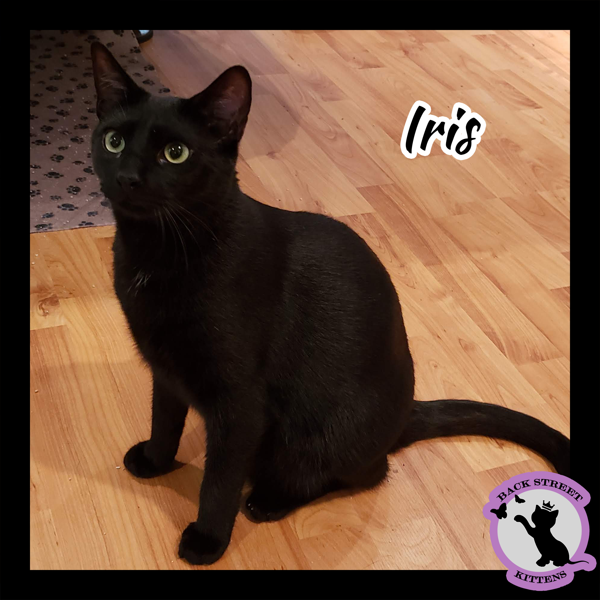 Iris, an adoptable Domestic Short Hair in Dacula, GA, 30019 | Photo Image 1