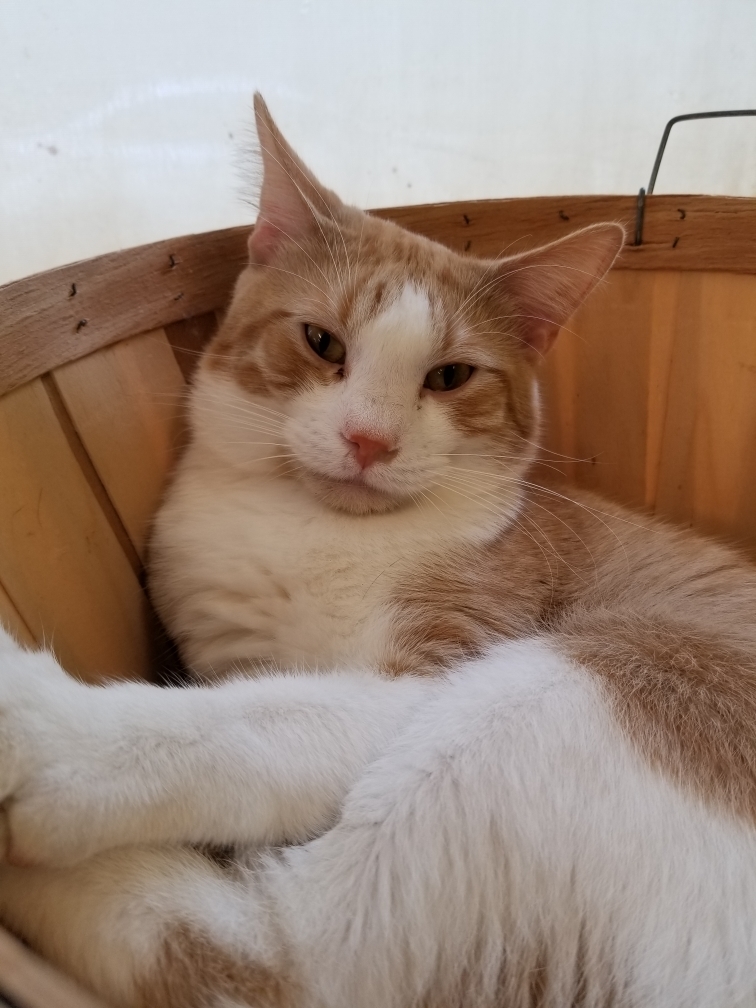 Professor Farnsworth, an adoptable Domestic Short Hair in Chicago, IL, 60618 | Photo Image 3