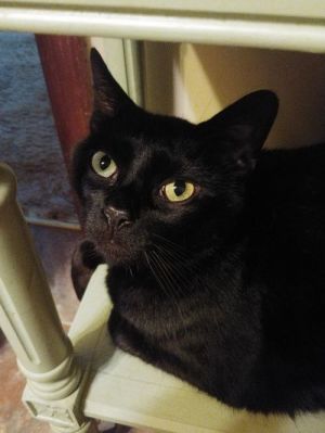 Alvin Domestic Short Hair Cat Pets Atlanta Ga Recycler Com
