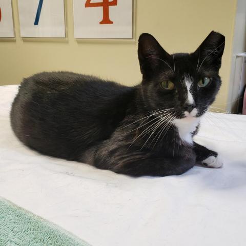 Porsche, an adoptable Domestic Short Hair in Cumming, GA, 30040 | Photo Image 1