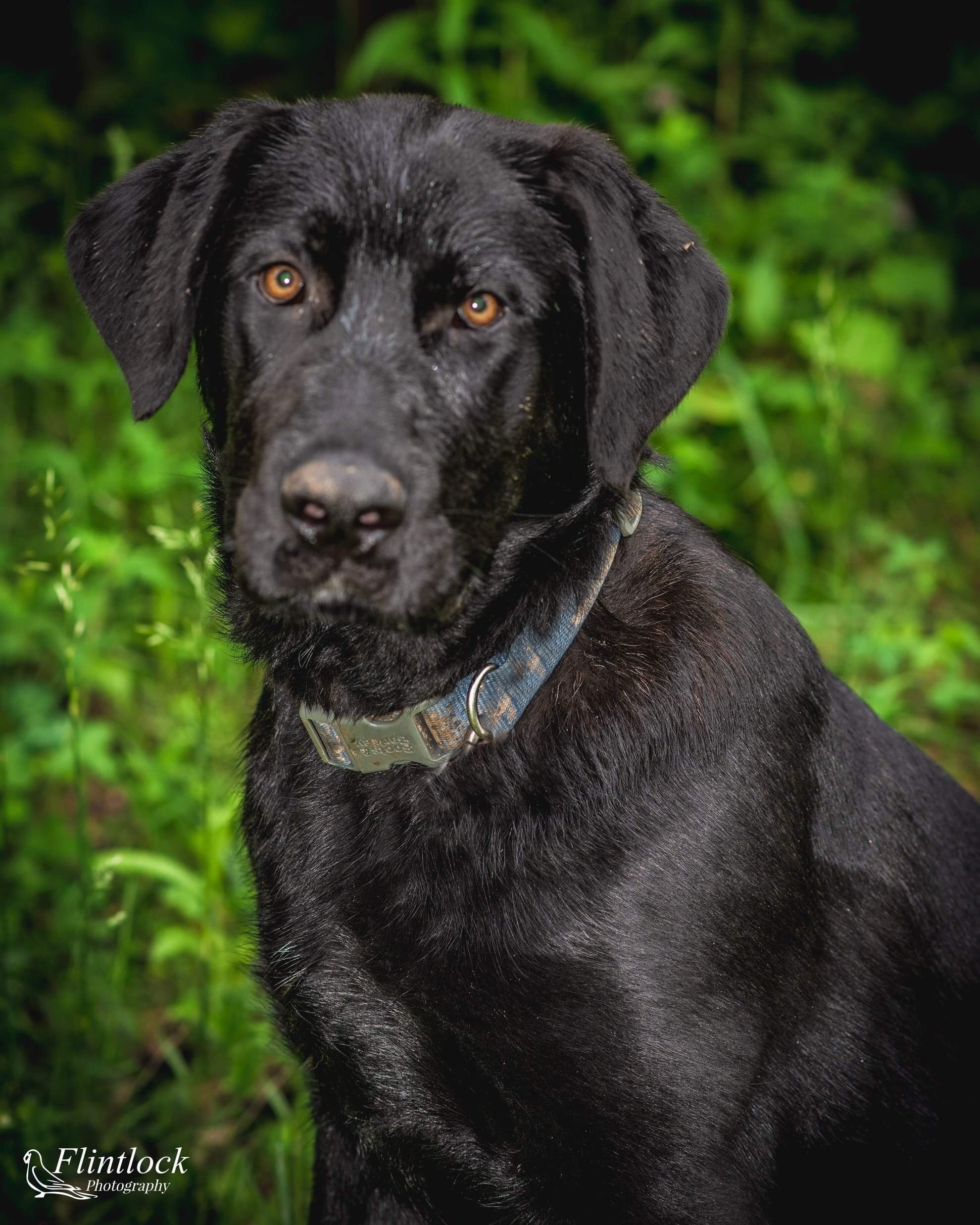 Turbo, an adoptable German Shepherd Dog, Mastiff in Richfield, WI, 53076 | Photo Image 1