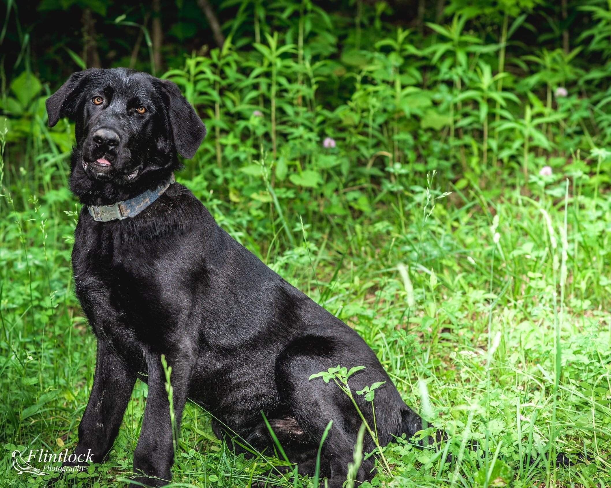 Turbo, an adoptable German Shepherd Dog, Mastiff in Richfield, WI, 53076 | Photo Image 2