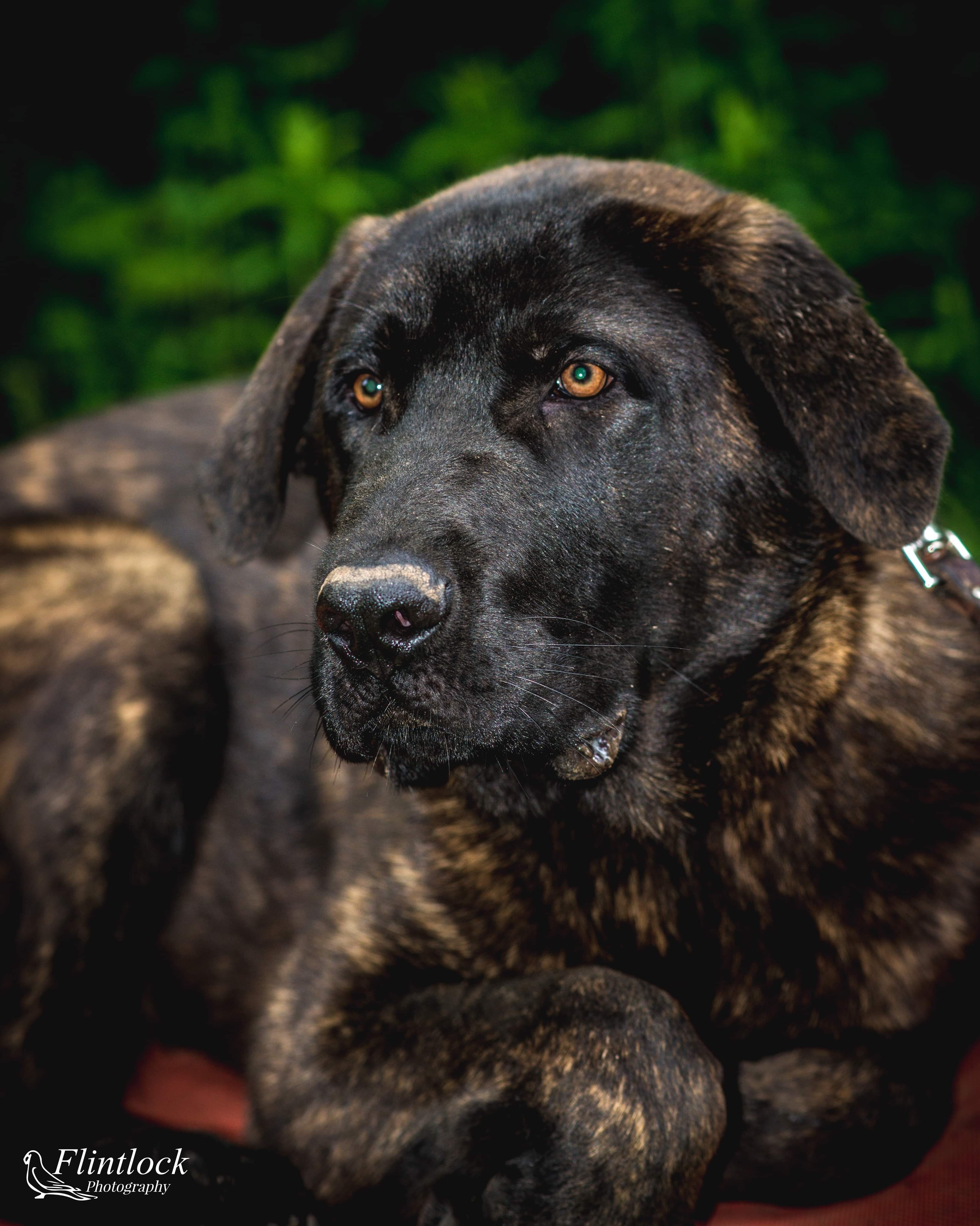 Xena, an adoptable German Shepherd Dog, Mastiff in Richfield, WI, 53076 | Photo Image 1