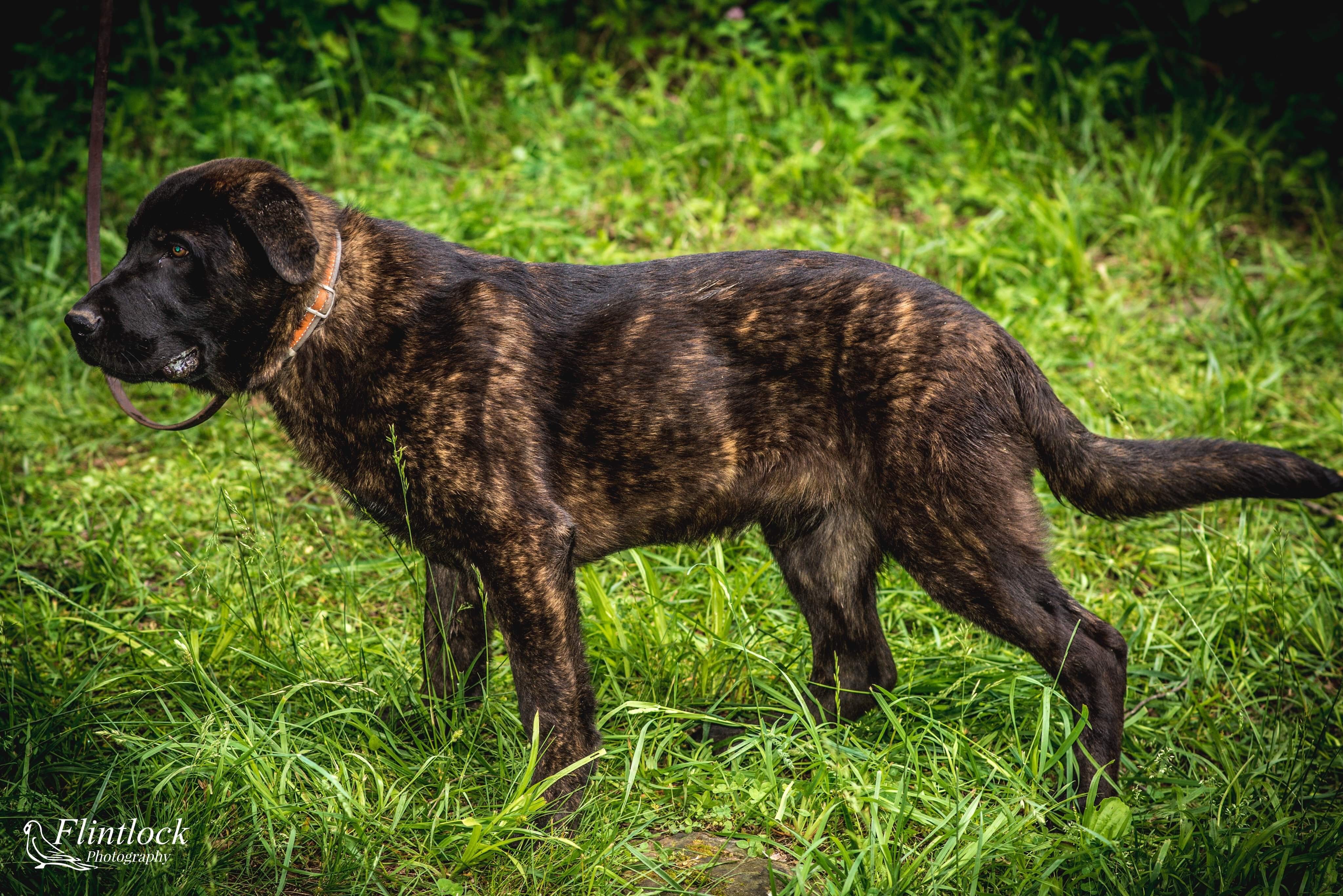 Xena, an adoptable German Shepherd Dog, Mastiff in Richfield, WI, 53076 | Photo Image 2