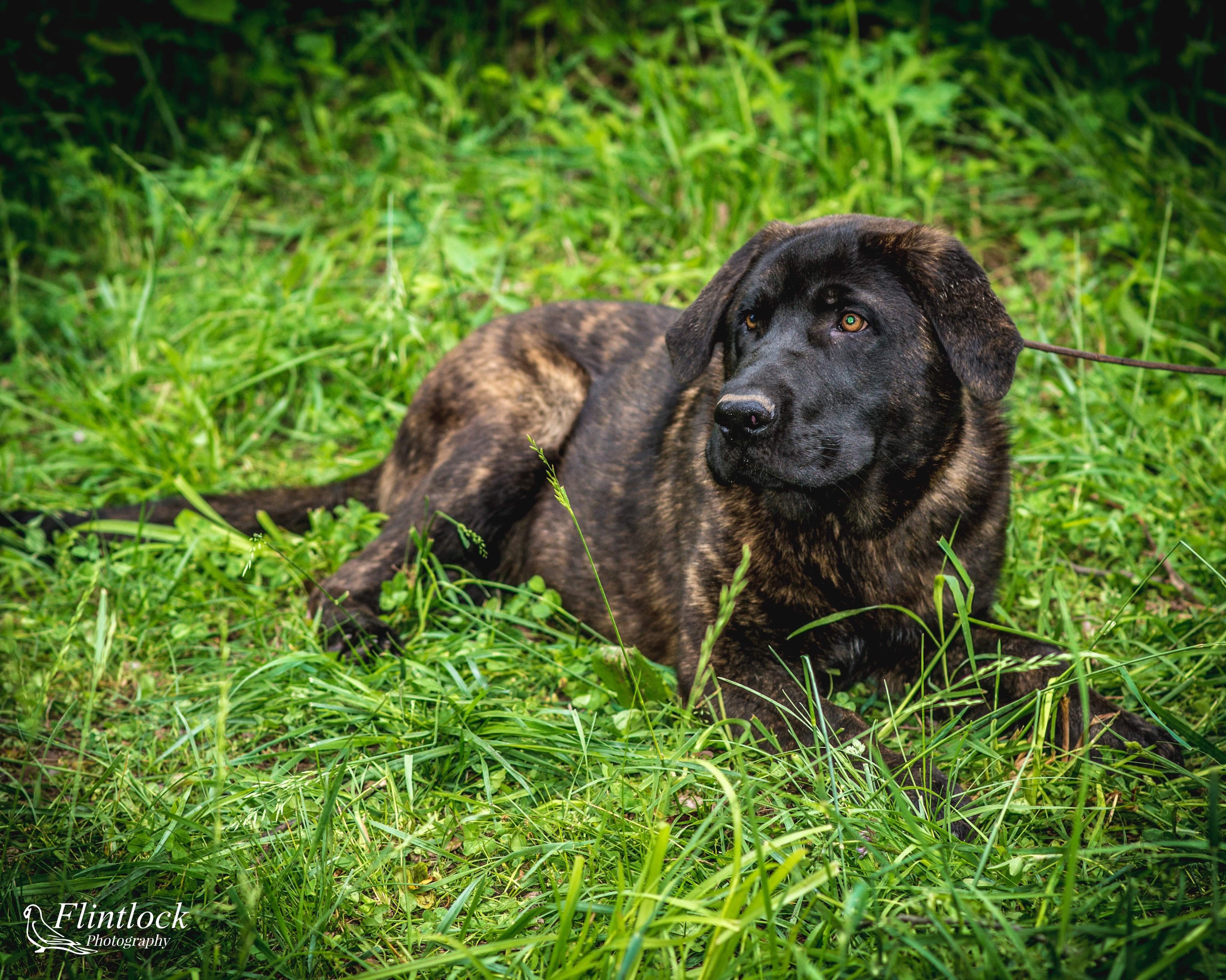 Xena, an adoptable German Shepherd Dog, Mastiff in Richfield, WI, 53076 | Photo Image 3