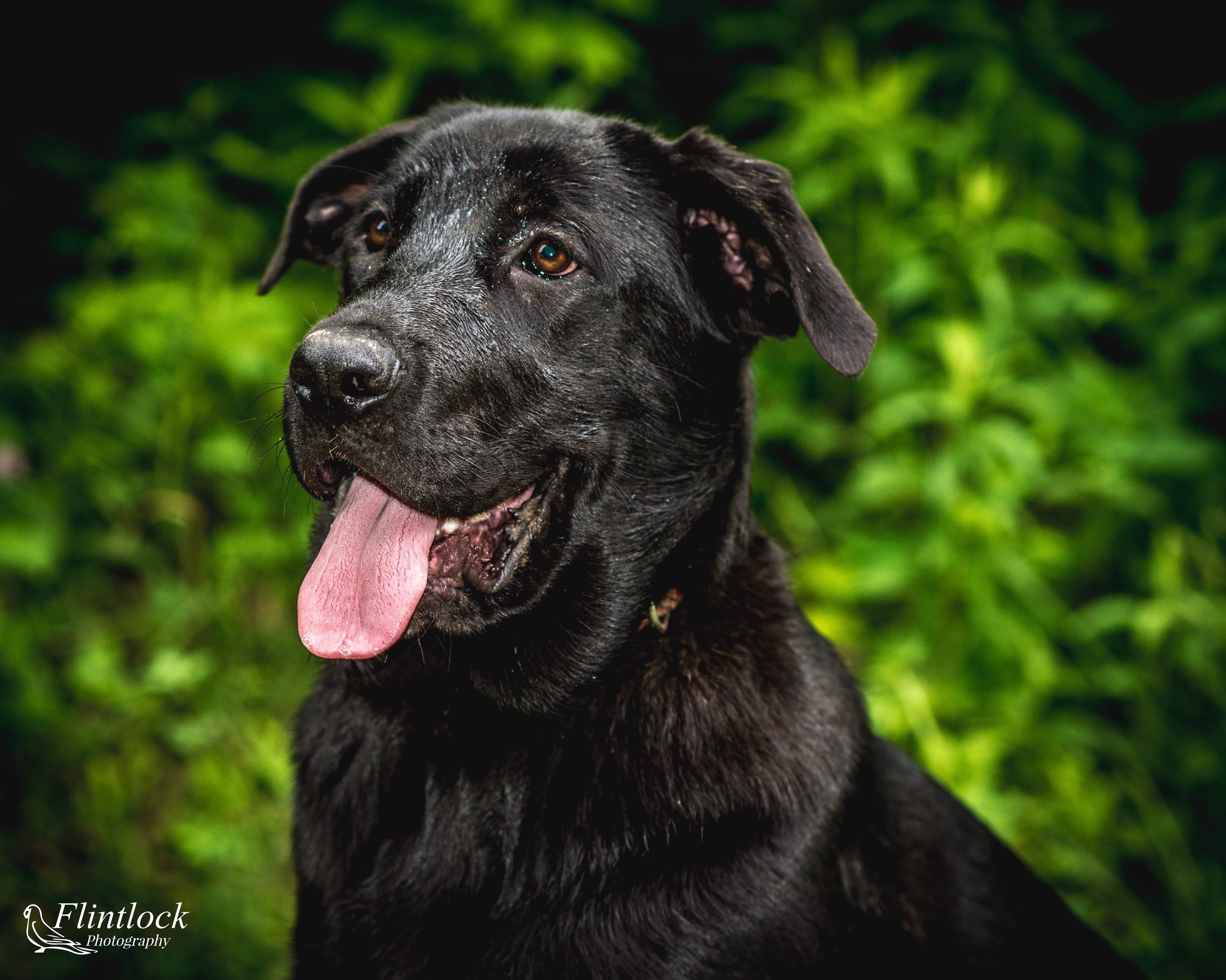 Zoe, an adoptable German Shepherd Dog, Mastiff in Richfield, WI, 53076 | Photo Image 1