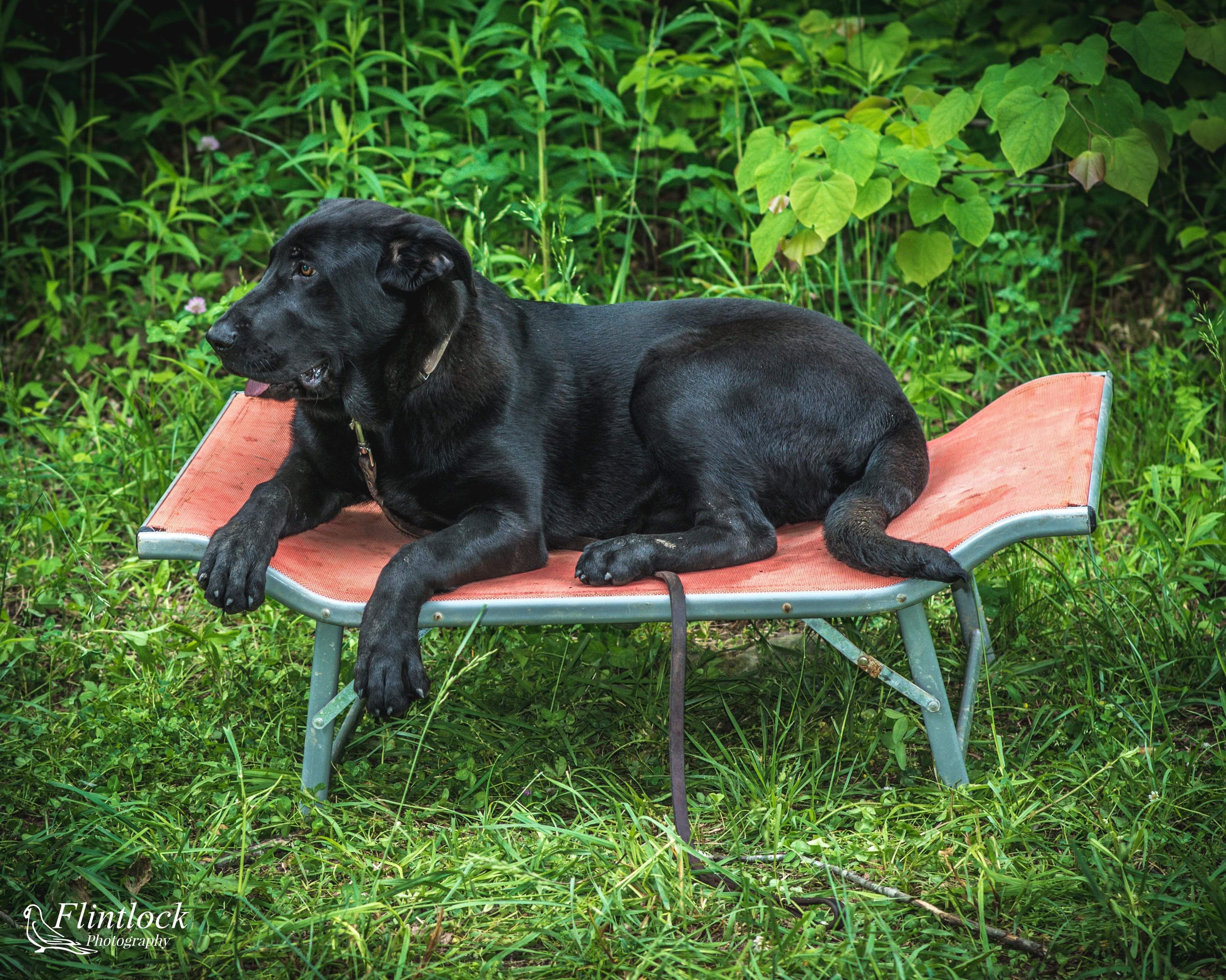 Zoe, an adoptable German Shepherd Dog, Mastiff in Richfield, WI, 53076 | Photo Image 2