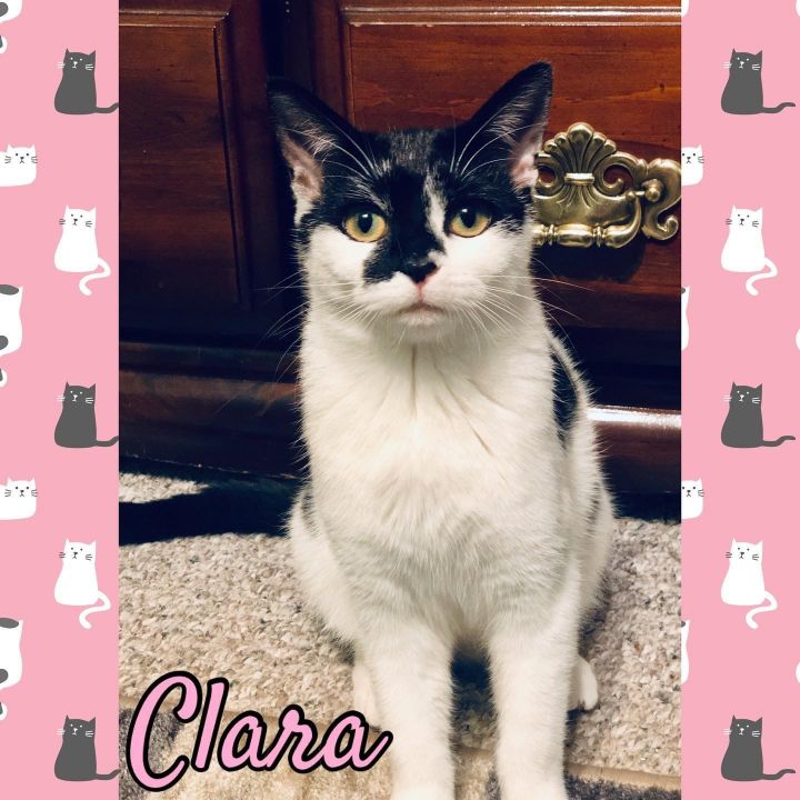 CLARA, an adopted Domestic Short Hair in Burlington, NC_image-4