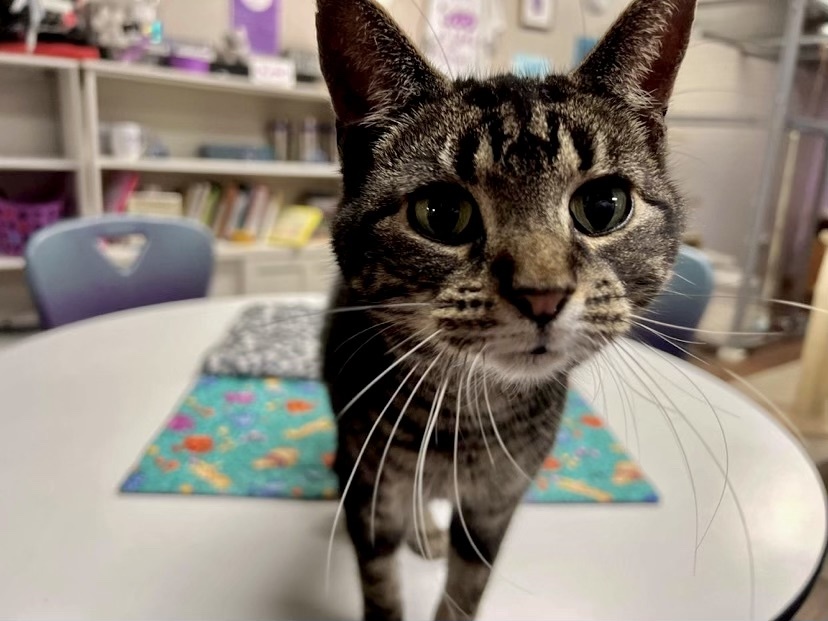 Goose, an adoptable Domestic Short Hair in Kalamazoo, MI, 49006 | Photo Image 1