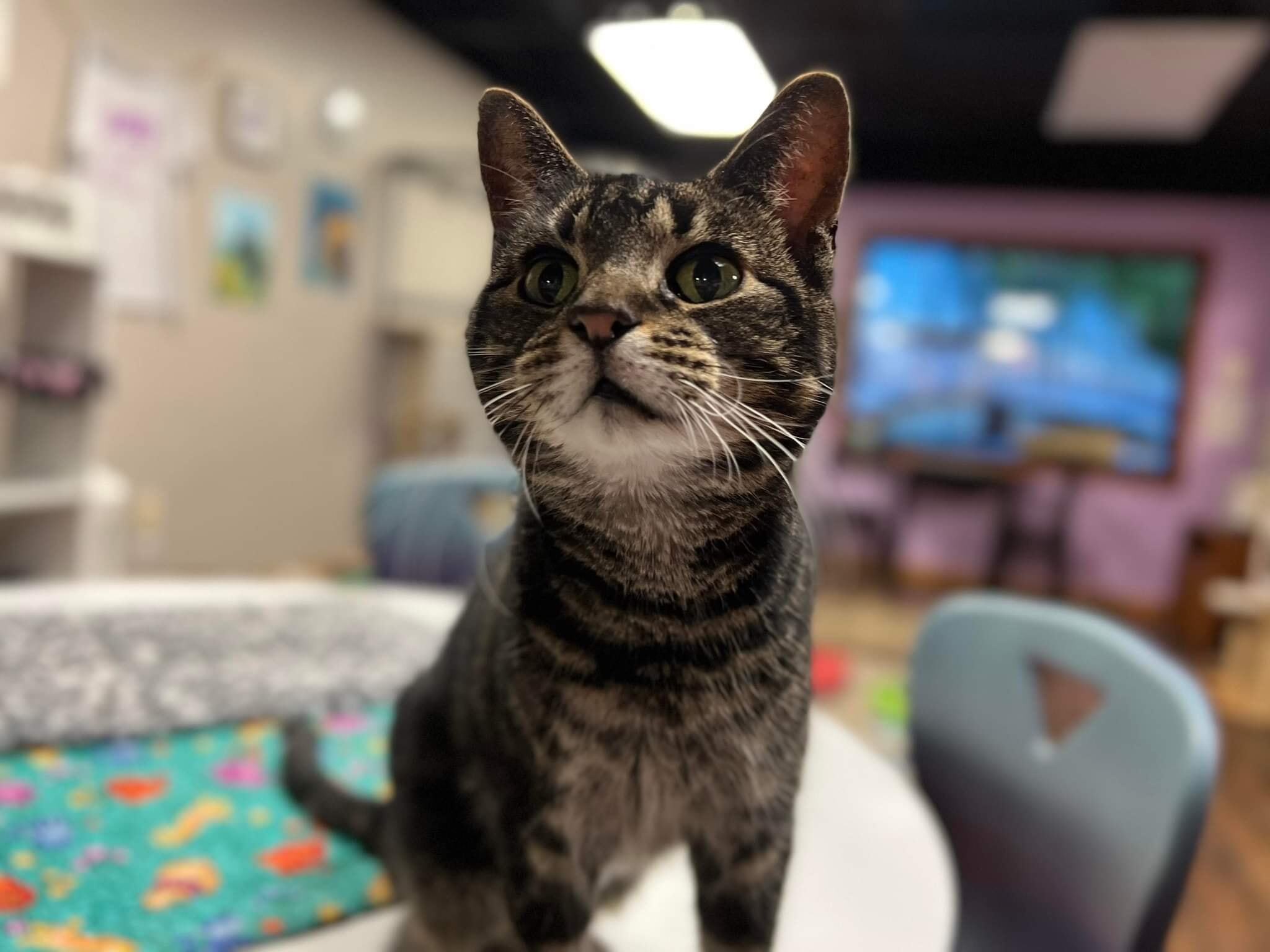 Goose, an adoptable Domestic Short Hair in Kalamazoo, MI, 49006 | Photo Image 2