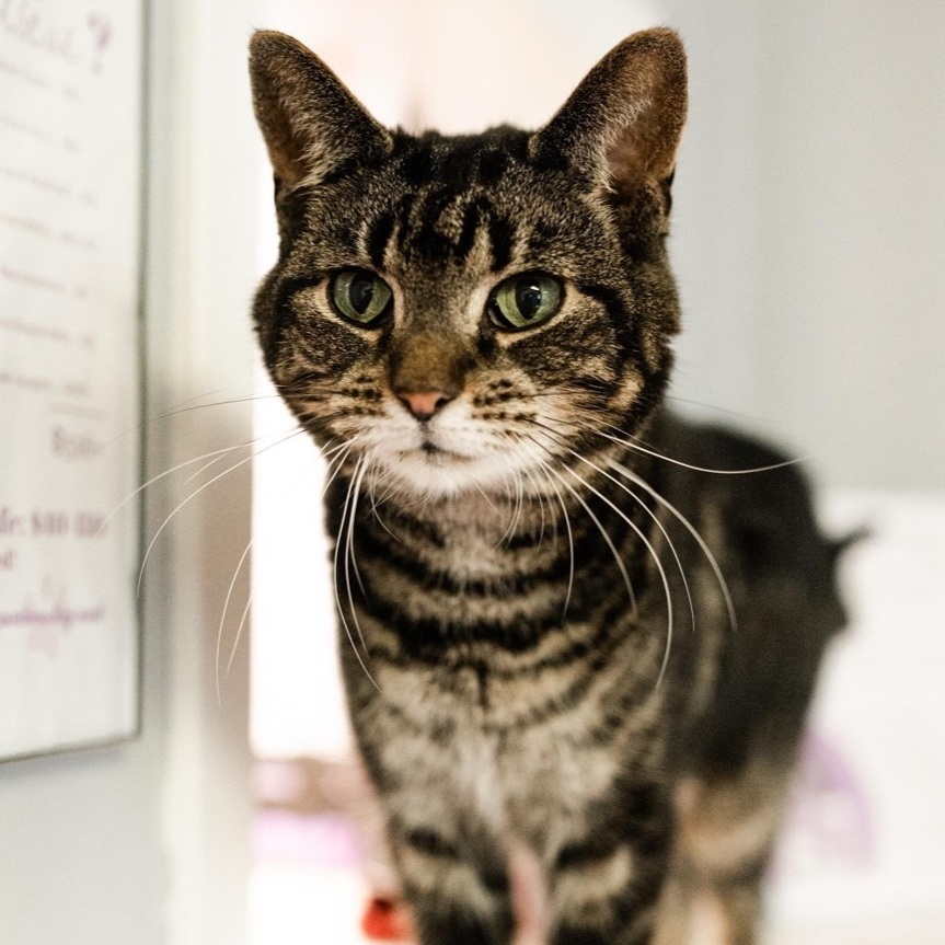 Goose, an adoptable Domestic Short Hair in Kalamazoo, MI, 49006 | Photo Image 6