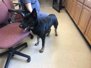 Dog For Adoption Kai A German Shepherd Dog In Garland
