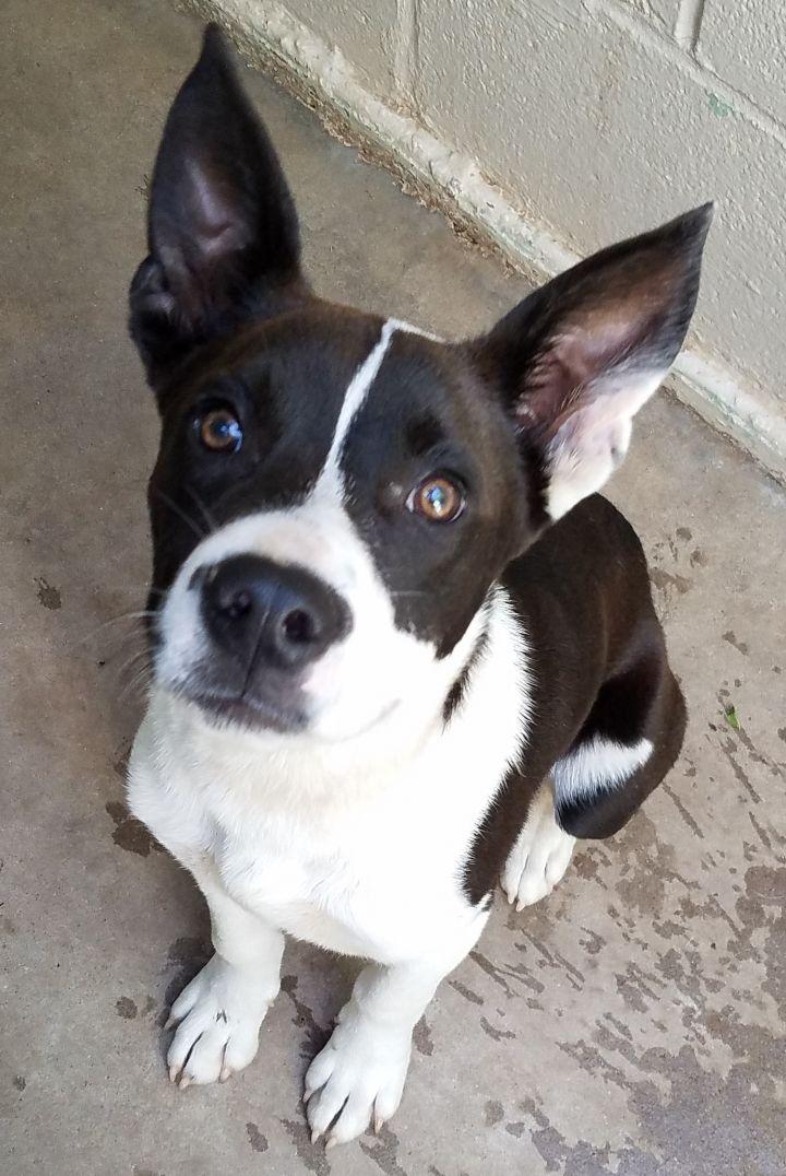 Dog For Adoption Johnny Ringo An Australian Cattle Dog Blue
