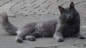 Shadow - Russian Blue mix - visually impaired