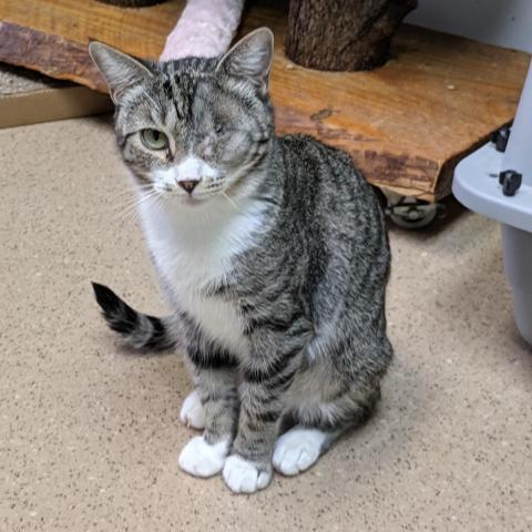 Cocoa Krispies, an adoptable Domestic Short Hair in Cumming, GA, 30040 | Photo Image 1