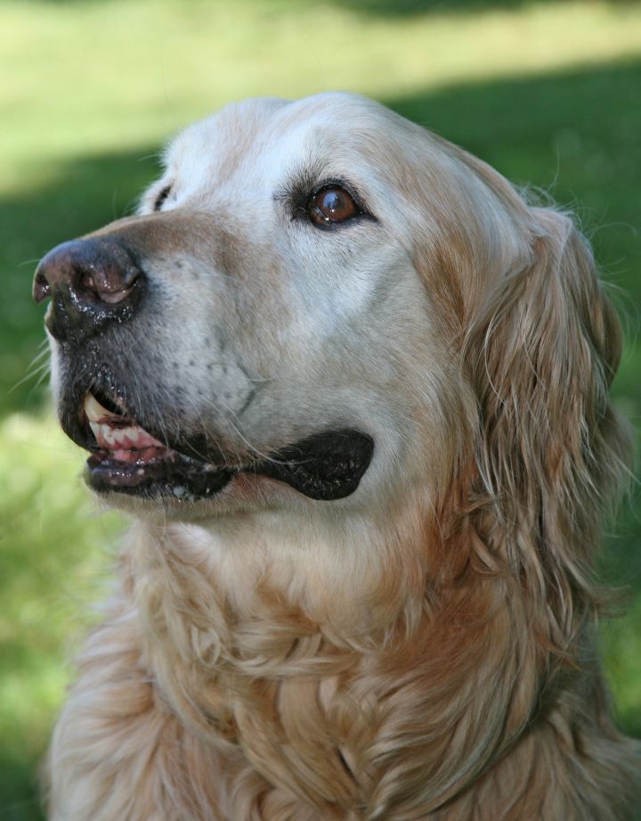 Dog For Adoption Charlie A Golden Retriever In Atlanta Ga Petfinder