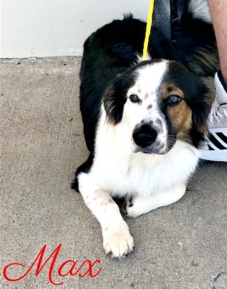 Best Border Collie Corgi Mix Puppy
