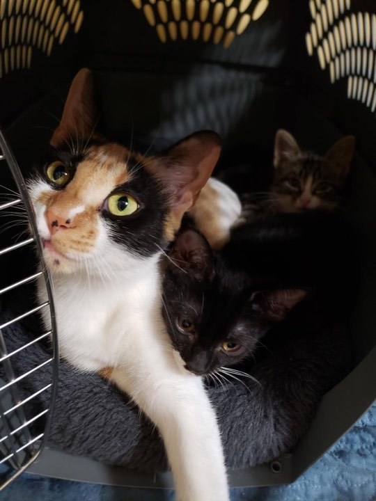 Cat For Adoption Agatha A Calico Domestic Medium Hair Mix In