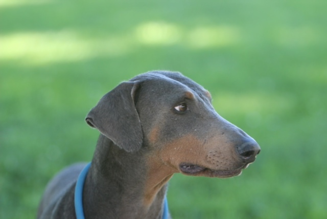 Dog For Adoption Big Blue A Doberman Pinscher In