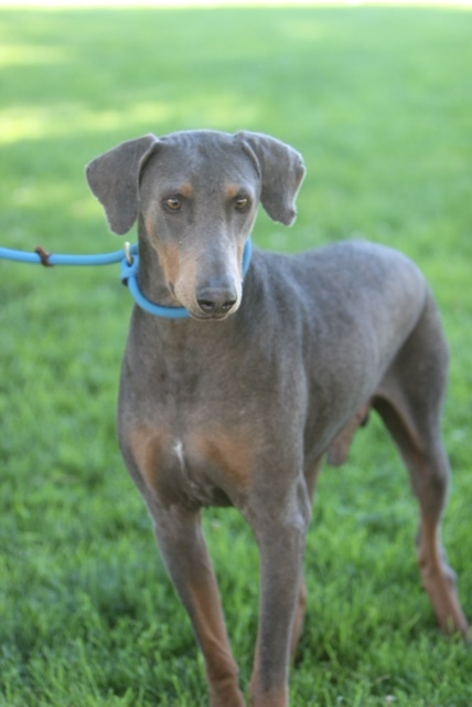 Dog For Adoption Big Blue A Doberman Pinscher In