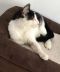 . Itachi Blind OSH Kitty .