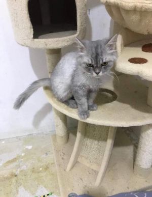 . Beyonce Kuwaiti Solo Purrsian .