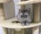 . Beyonce Kuwaiti Solo Purrsian .