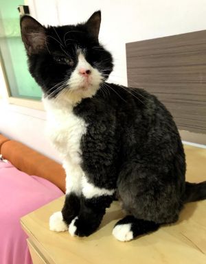 . Sereni 1 Eyed Kuwaiti Purrsian .