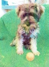 Dog For Adoption Ellie A Schnauzer Poodle Mix In El