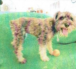 Dog For Adoption Ellie A Schnauzer Poodle Mix In El