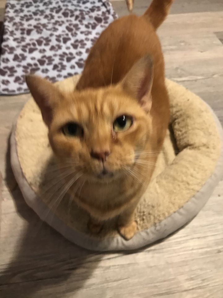 Cat For Adoption Brandy A Domestic Short Hair In Oakland Park