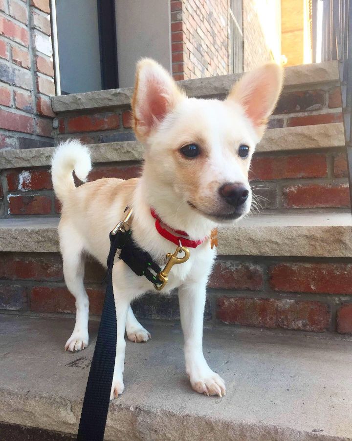 Dog For Adoption Toto A Jindo Shiba Inu Mix In Brooklyn