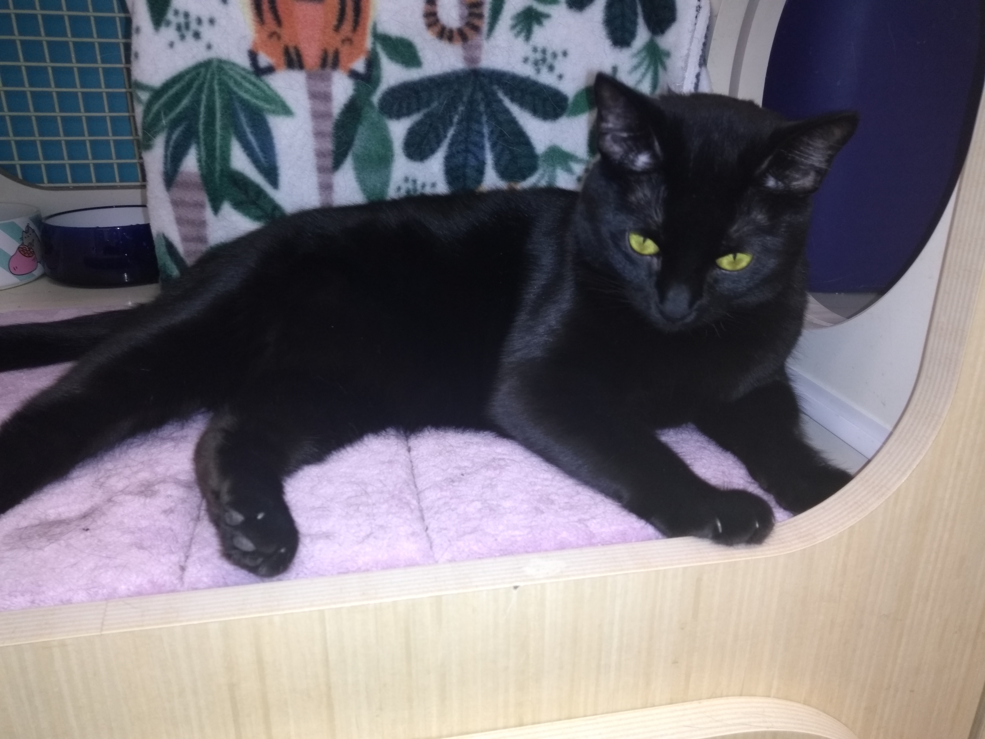 GENIE (Indoor/Outdoor)