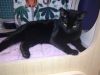 GENIE (only cat) photo 1