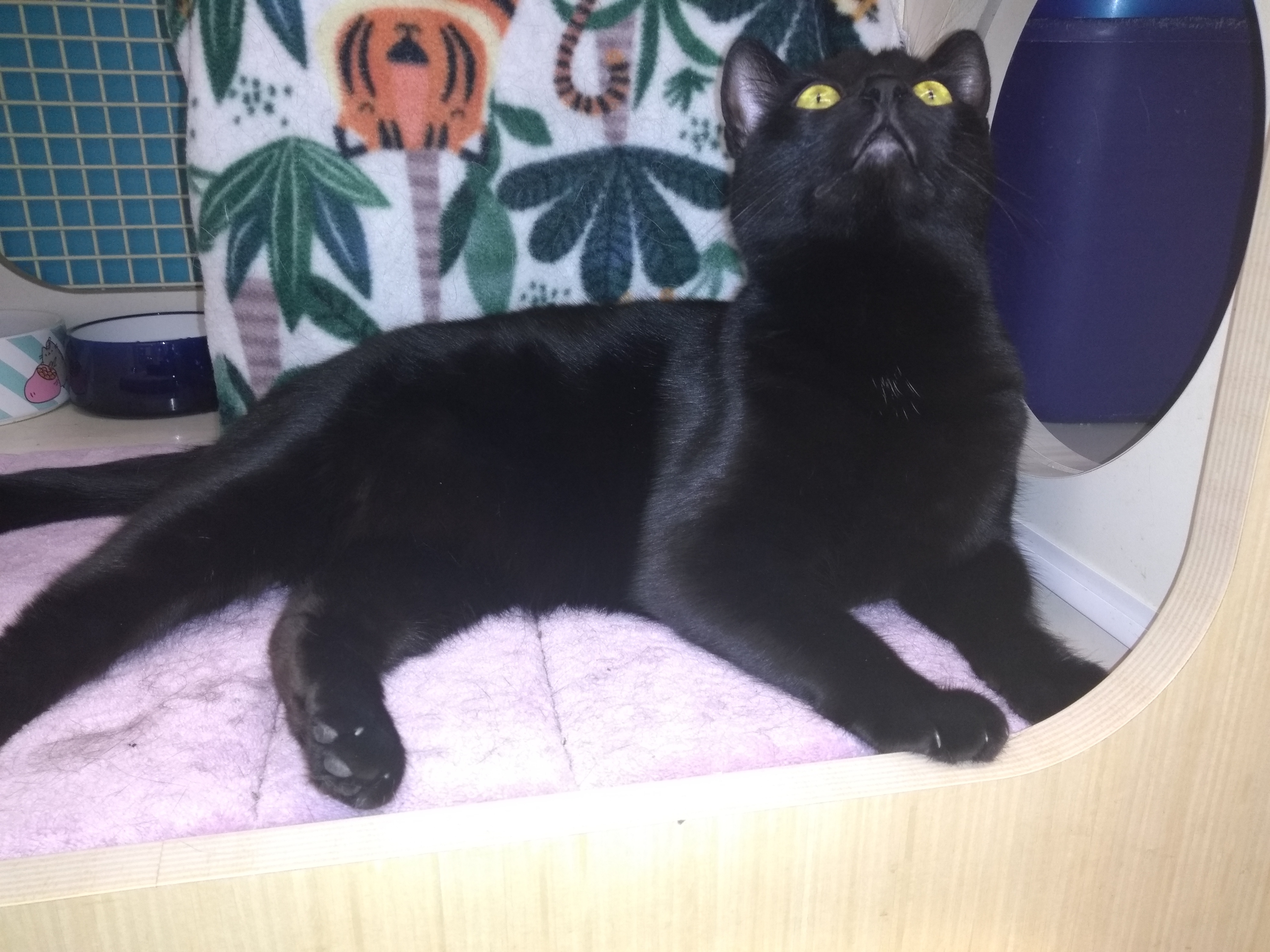 GENIE (Indoor/Outdoor)