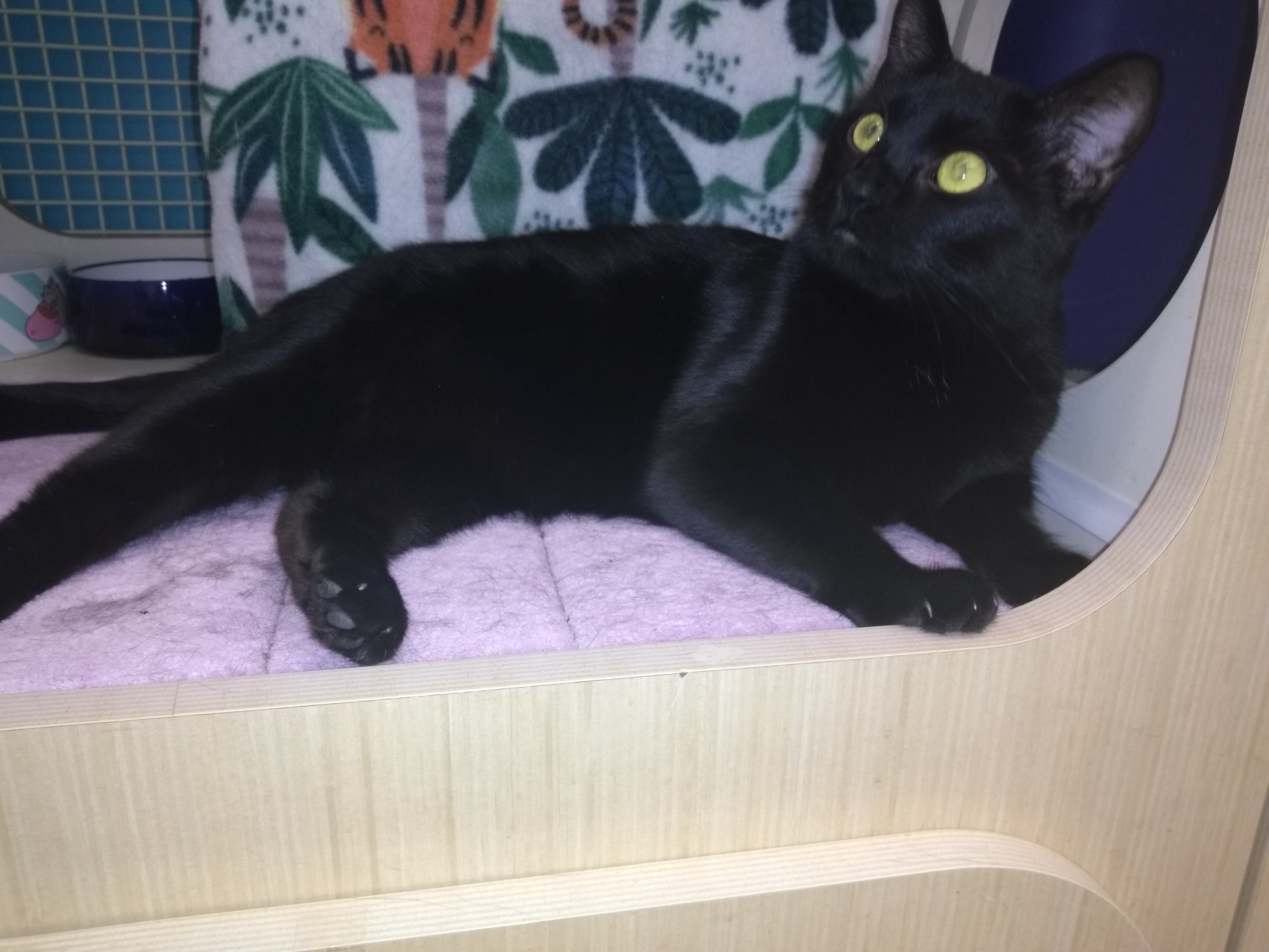 GENIE (Indoor/Outdoor)