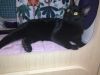 GENIE (only cat) photo 3