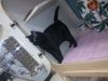 GENIE (only cat) photo 4