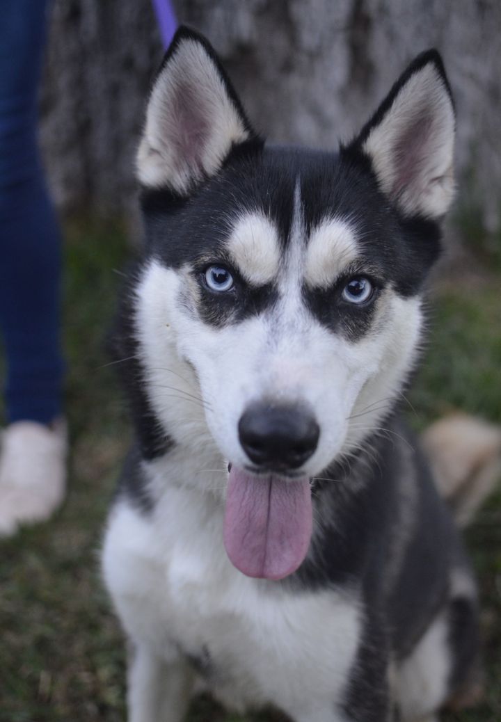 Dog For Adoption Houdini A Siberian Husky Shiba Inu Mix